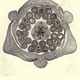 Illustration for article titled 110 Years Ago, These Microscopic Photos Horrified Londoners